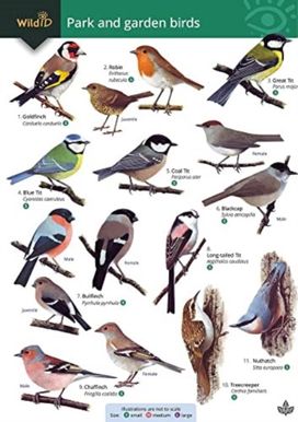 Park and Garden Birds Park and Garden Birds