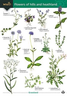 Flowers of hills and heathland