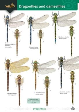 Dragonflies and Damselflies