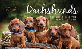 Dachshunds Dachshunds
