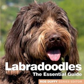 Labradoodles Labradoodles