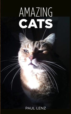 Amazing Cats Amazing Cats