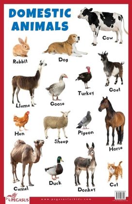Domestic Animals Educational Chart Domestic Animals Educational Chart