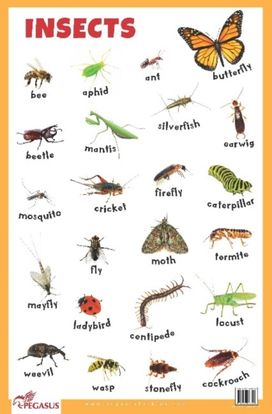 Insects Educational Chart Insects Educational Chart