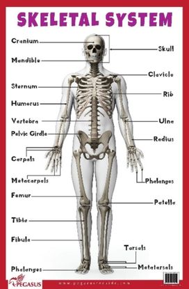 Skeletal System Educational Chart Skeletal System Educational Chart