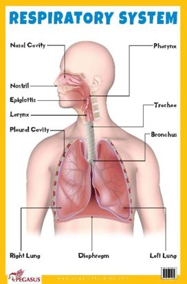 Respiratory System Educational Chart Respiratory System Educational Chart