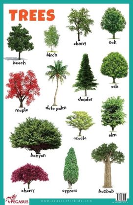 Trees Educational Chart Trees Educational Chart