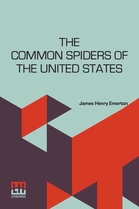 Common Spiders of the United States